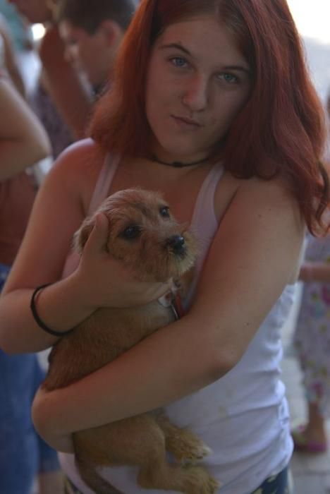 La perrera de Murcia saca sus animales a la calle