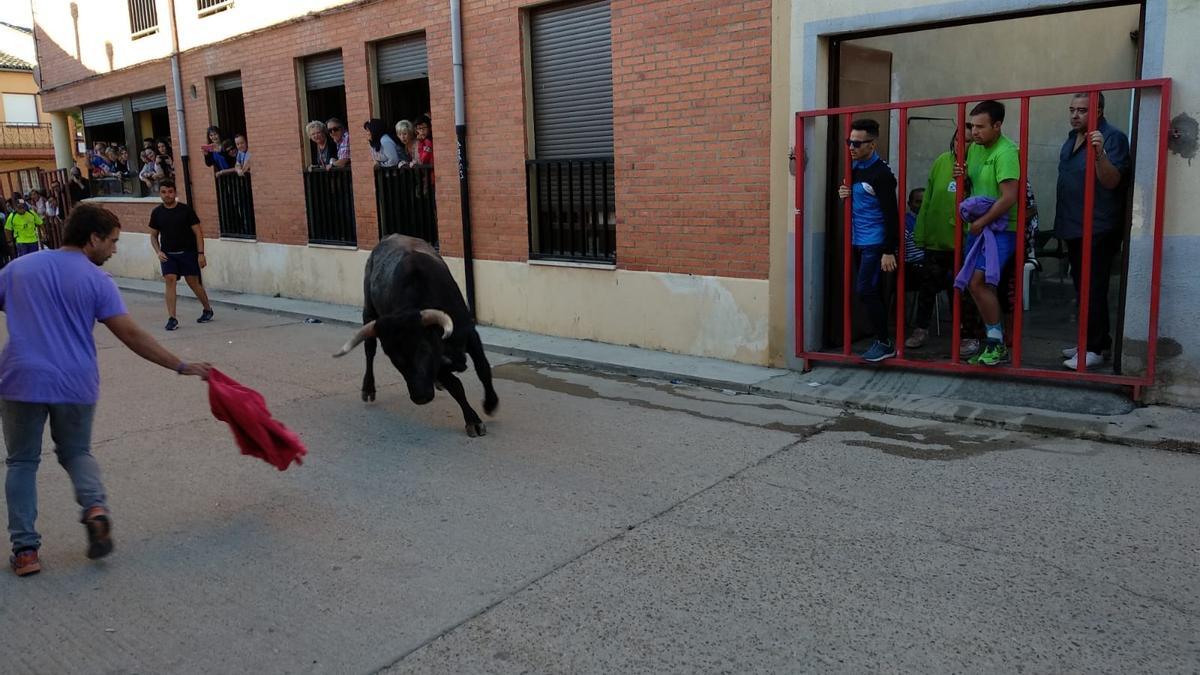 Un joven cita a un astado en un encierro urbano de una anterior edición festiva