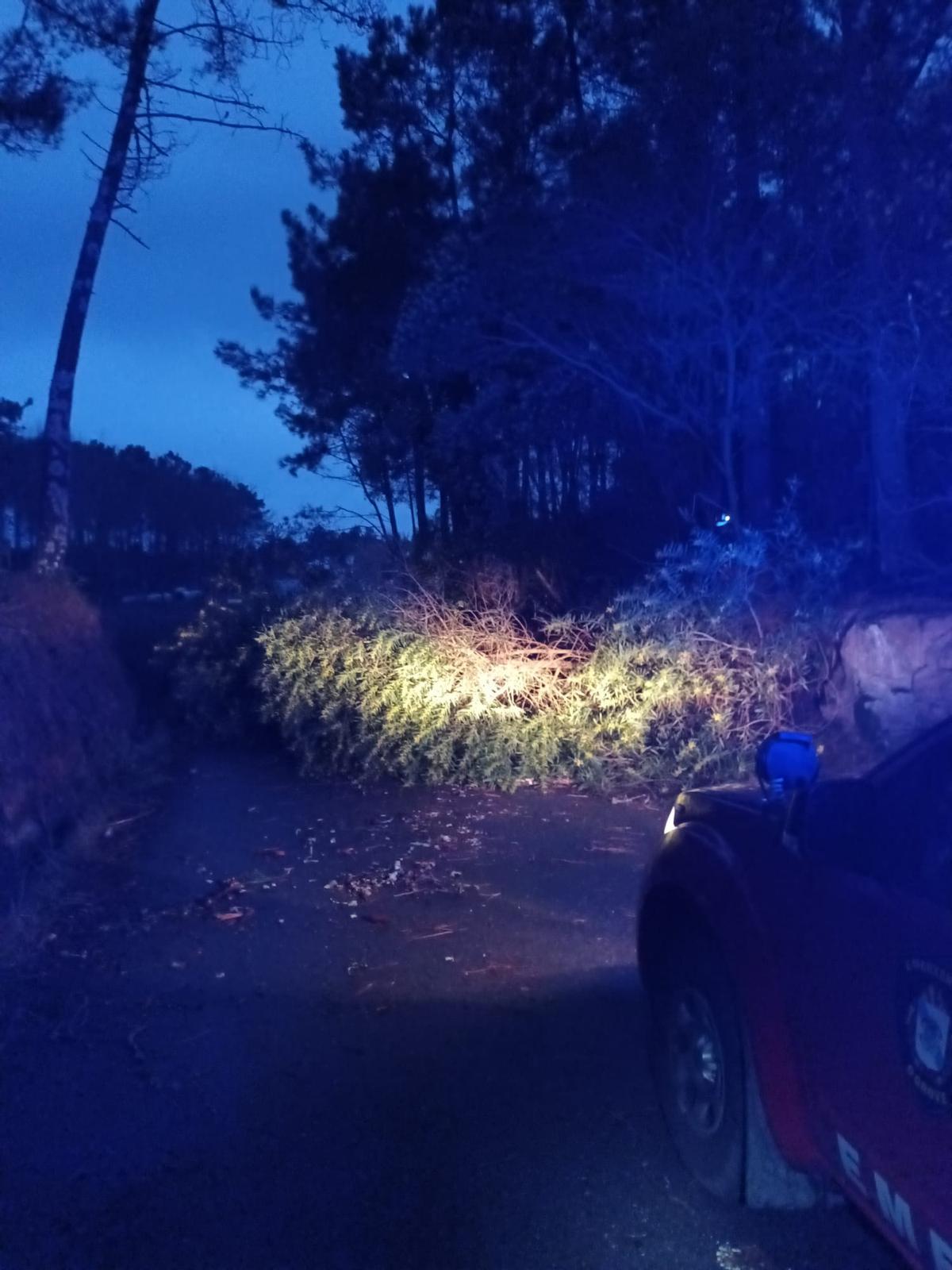 Un árbol atravesado en la calzada.