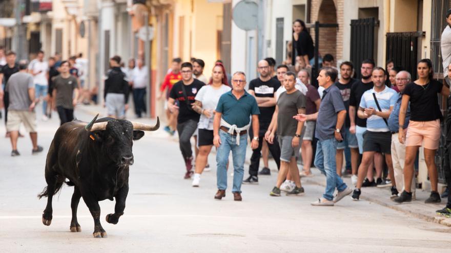 Prohibir a los mayores ir por la calle durante los &#039;bous al carrer&#039;: la propuesta de la Generalitat tras la muerte de un hombre en Almassora