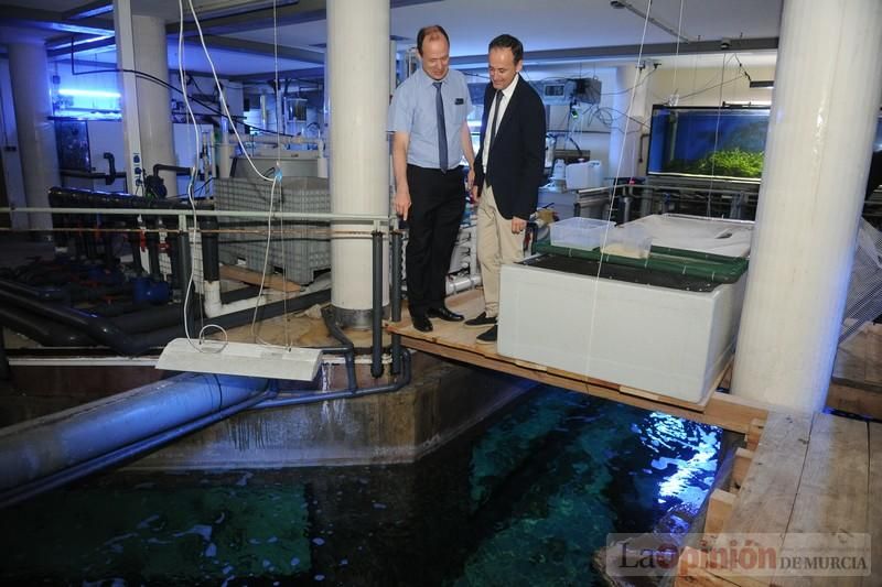 El acuario de la UMU albergará las especies emblemáticas del Mar Menor