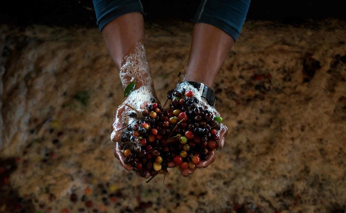 Un agricultor trabaja en una planta de procesamiento de granos de café cerca del río Lempa en San Nicolás Esquipulas, Guatemala. El cambio climático y la contaminación generada por las aguas residuales de los municipios cercanos y los residuos del procesamiento industrial del café están provocando una hambruna en la cuenca del río Lempa en Guatemala, Honduras y El Salvador.