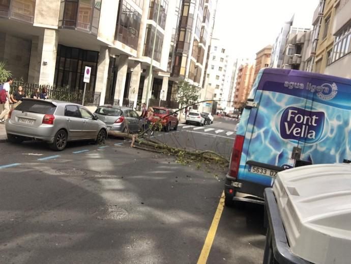 Un árbol cae en mitad de la calzada de la calle Cayetano de Lugo