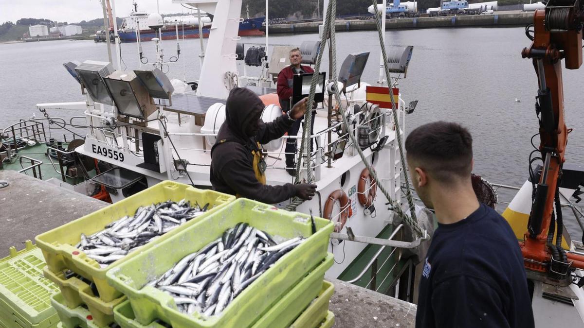 Una descarga de bocarte el pasado junio en el muelle pesquero de Avilés.  | LUISMA MURIAS