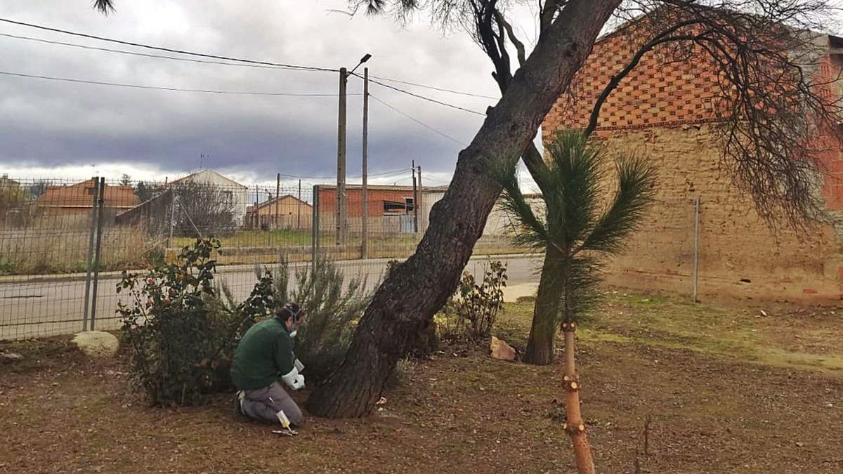 Villanueva de Azoague trata los pinos contra la procesionaria