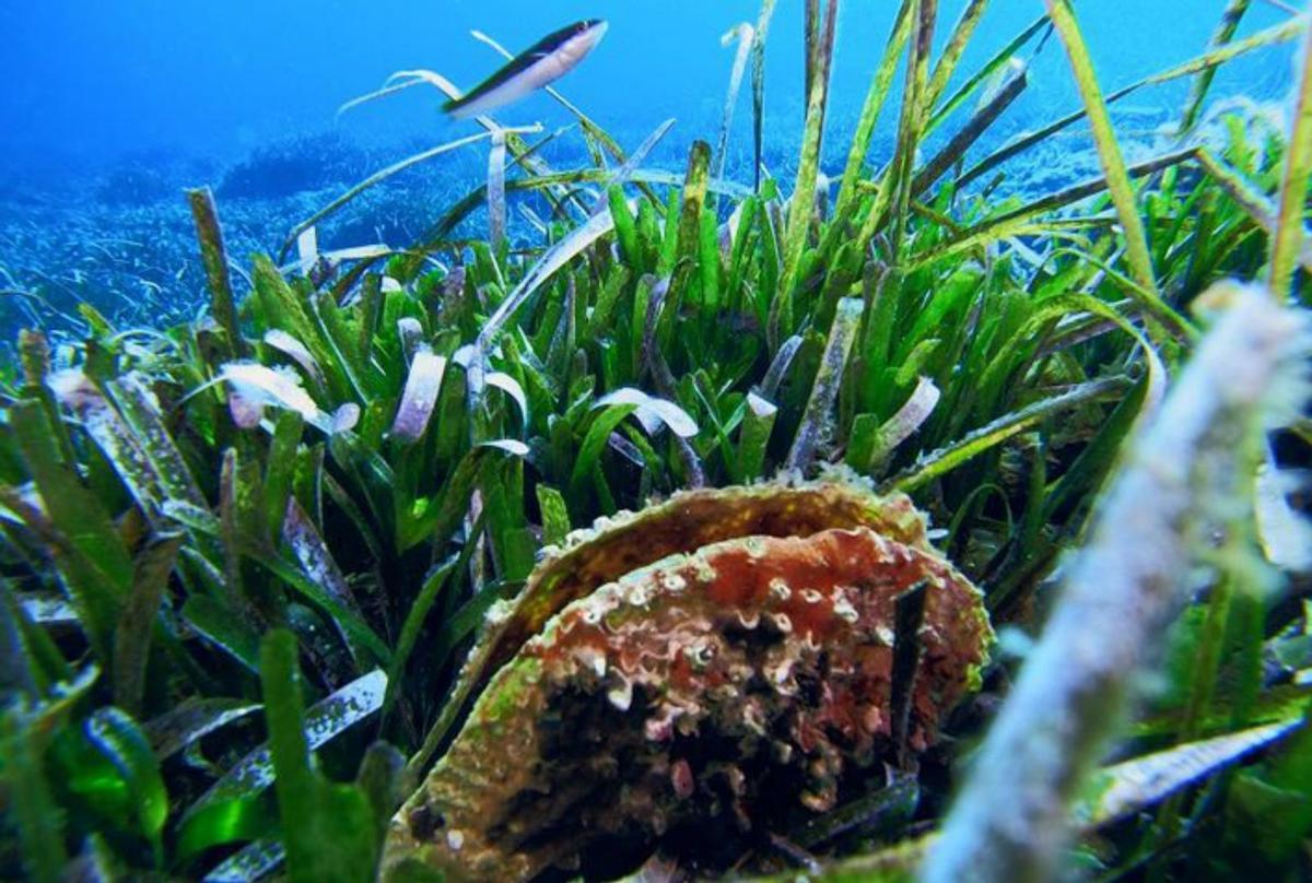 La posidonia y el cambio climático, en imágenes |