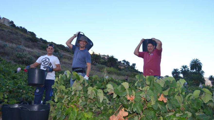 La Bodega Ventura de Gran Canaria obtiene dos medallas en los Premios Civas 2019