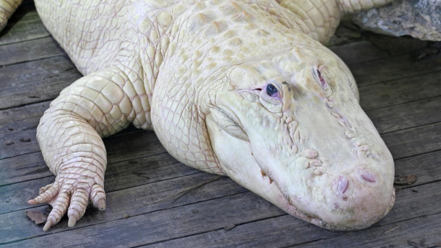 Los animales albinos más espectaculares