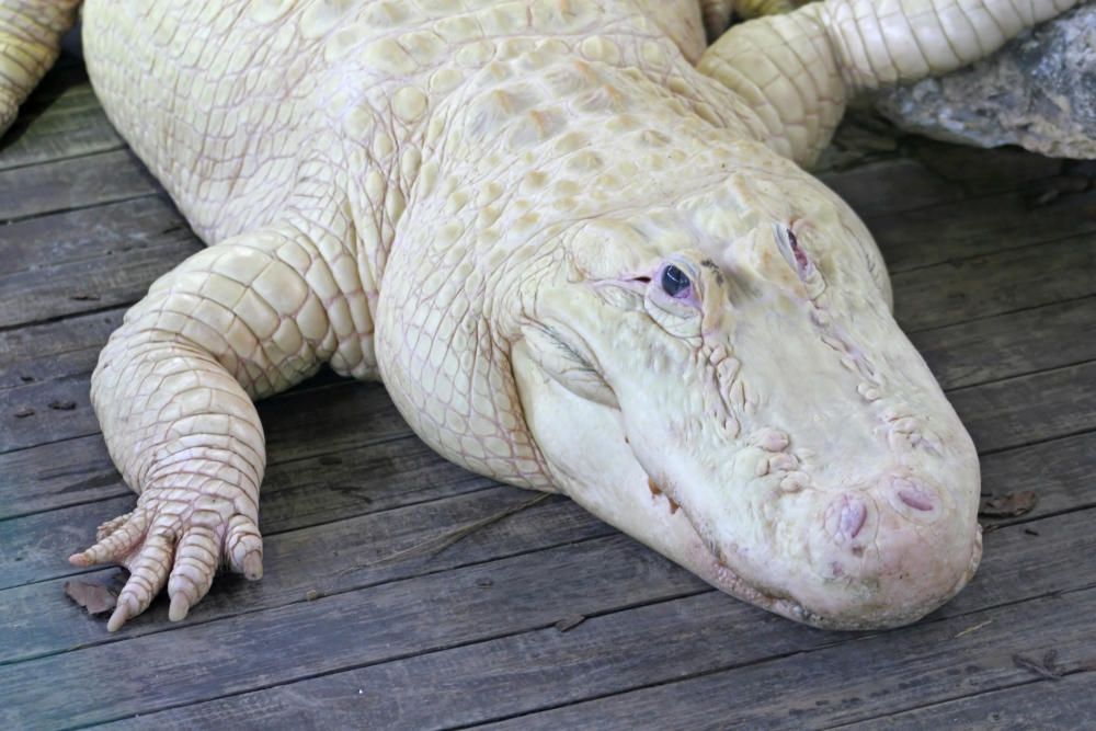 Los animales albinos más espectaculares