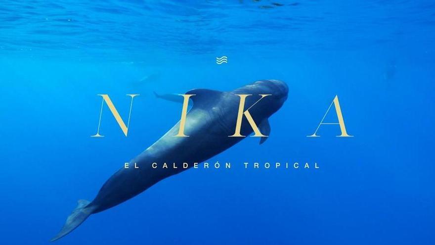 'Nika, el calderón tropical' llega al Museo Elder de Gran Canaria tras un exitoso estreno en Tenerife