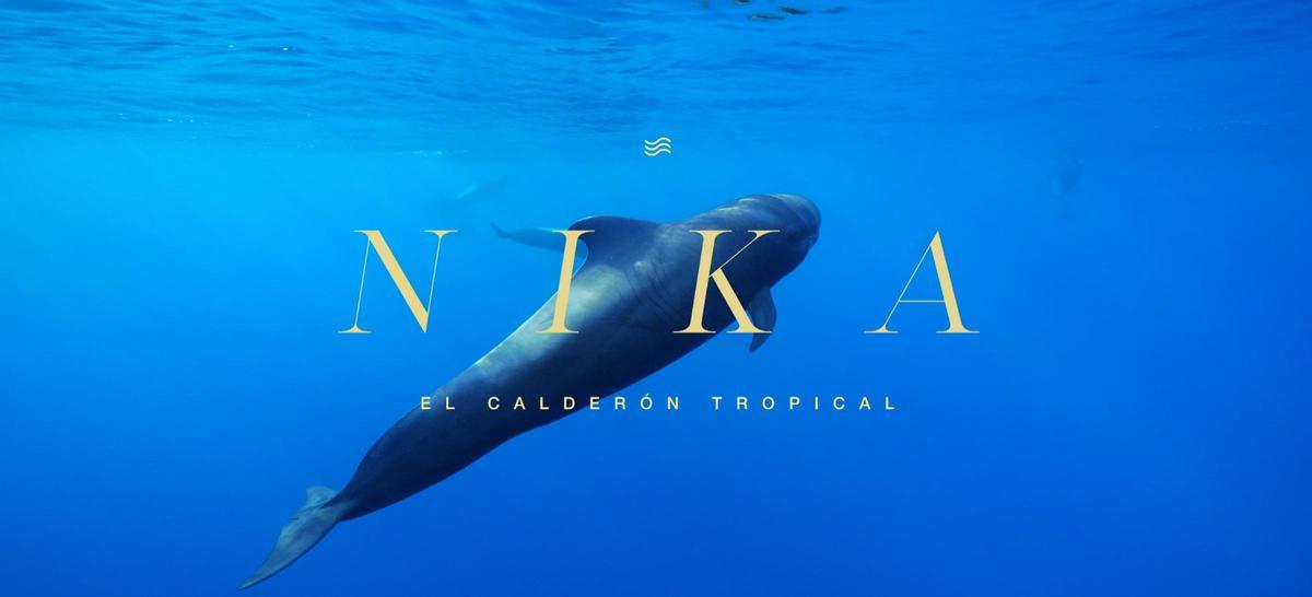 'Nika, el calderón tropical' llega al Museo Elder de Gran Canaria tras un exitoso estreno en Tenerife.