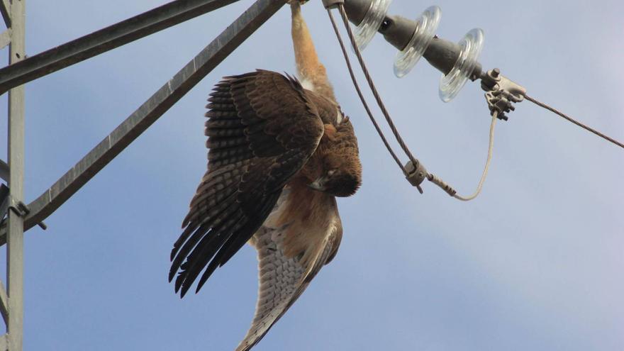 Exigen al Gobierno que apruebe la nueva normativa sobre tendidos eléctricos y aves, &quot;a la que se comprometió&quot;