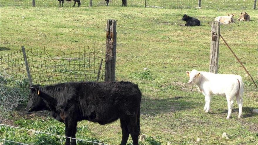 Baja la prevalencia de la tuberculosis bovina en Extrmadura y el brote se va controlando