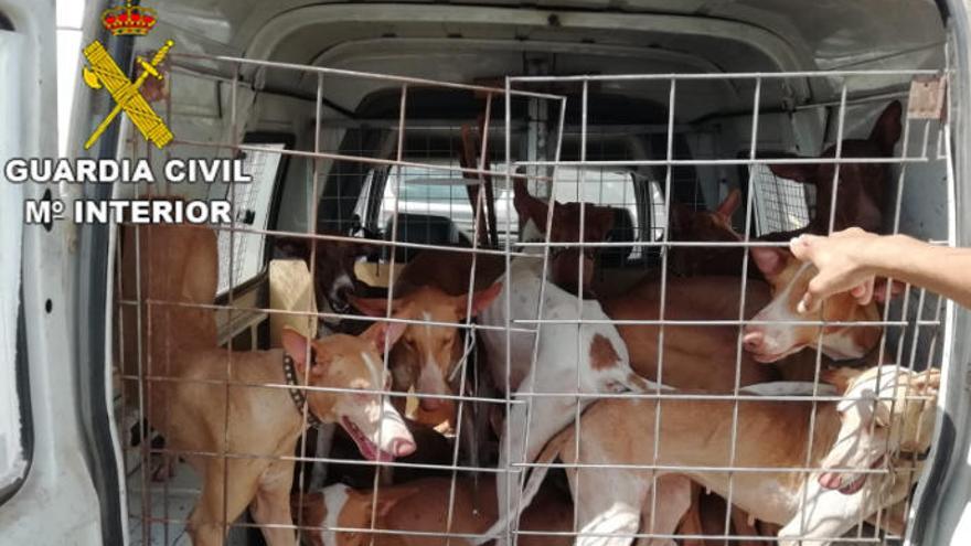 La Guardia Civil denuncia a dos personas por diferentes infracciones a la ley de protección de animales