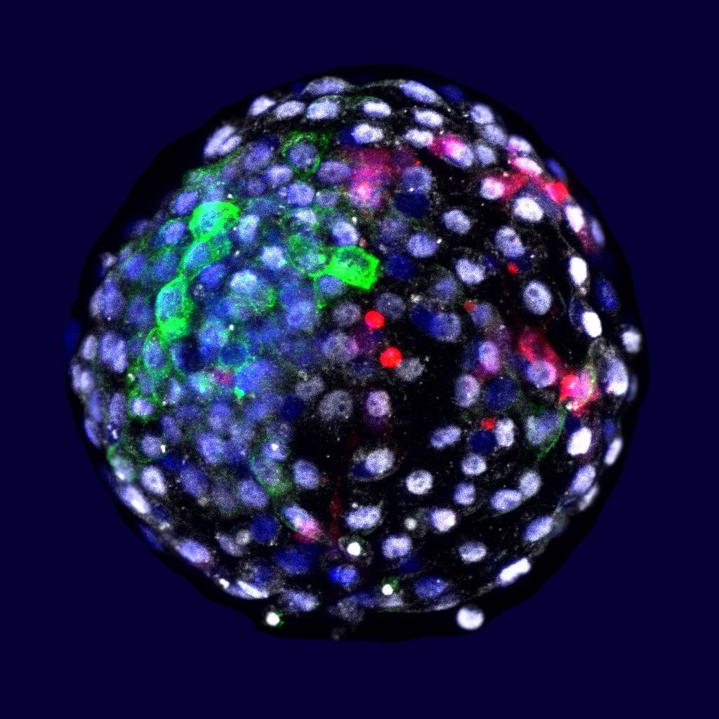 Visualización mediante fluorescencia de las células de las diferentes especies en una etapa embrionaria temprana. En rojo, las células humanas