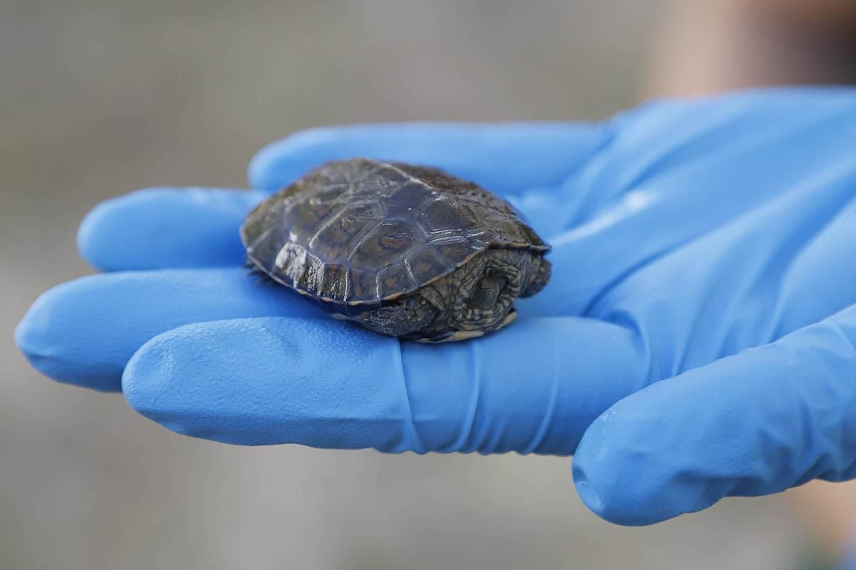 El Centro de recuperación de especies amenazadas de Córdoba, en imágenes
