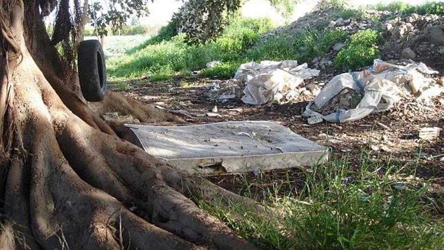 Un ficus casi centenario, en el olvido