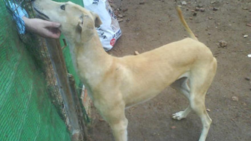 Nos han robado dos perros en Chiripaina, Guareña