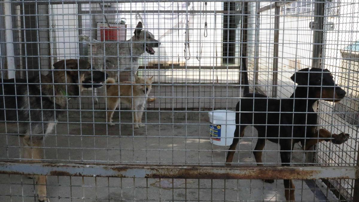 Animales en la perrera municipal.