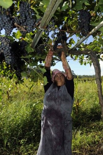 Arranca la vendimia en las Rías Baixas