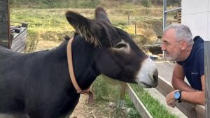 Risto, el burro que va avisar del foc