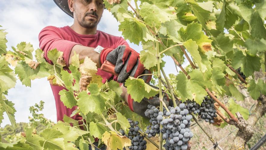 La collita de raïm al Bages cau almenys un 30% per l’episodi de sequera