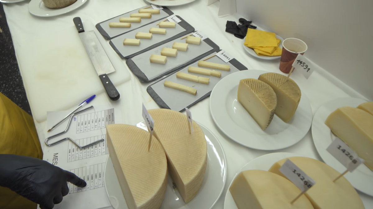 Algunos de los quesos participantes en la semifinal de la 16ª edición de GourmetQuesos, el Campeonato de los Mejores Quesos de España 2026