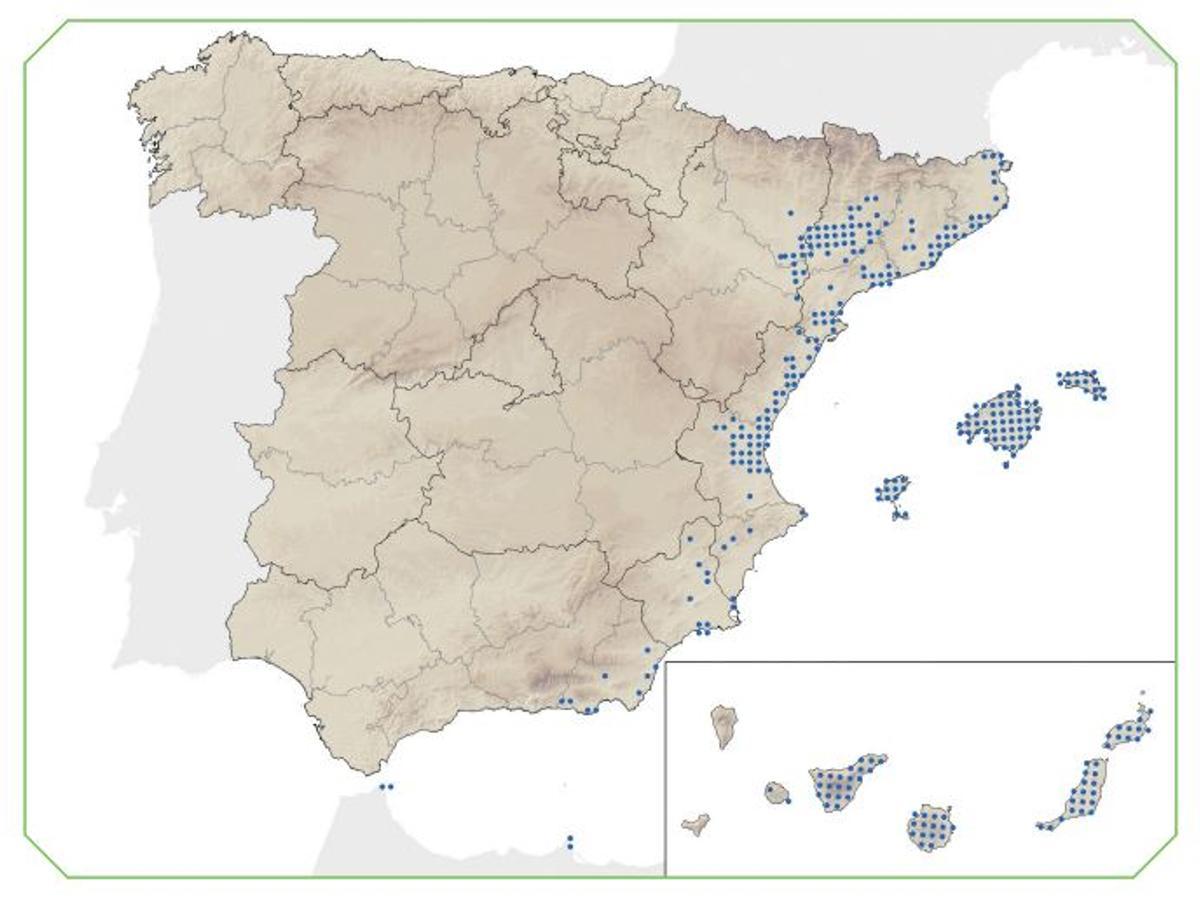 Distribución del erizo moruno