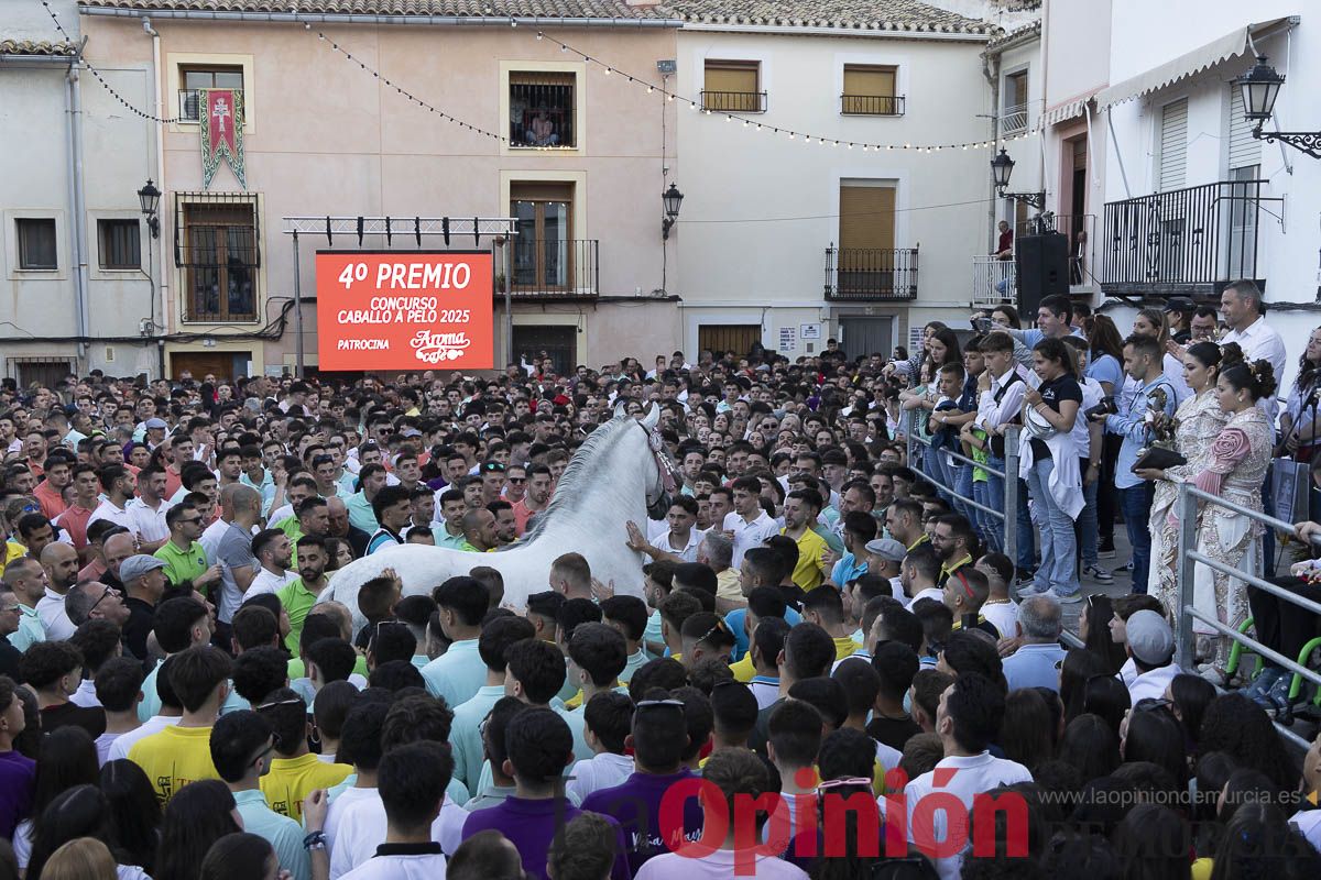 Fiestas de Caravaca | Entrega de premios del concurso morfológico