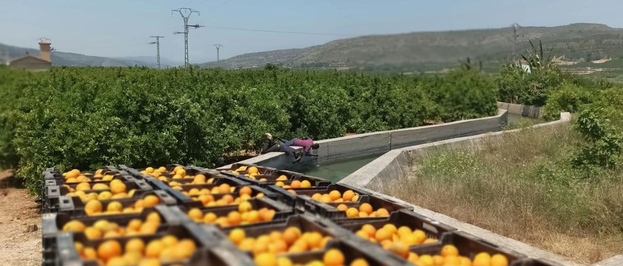 El comercio ultima la campaña de la naranja de segunda temporada. En la imagen, un campo de Sumacàrcer, la semana pasada. | FERMÍN GARCÍA