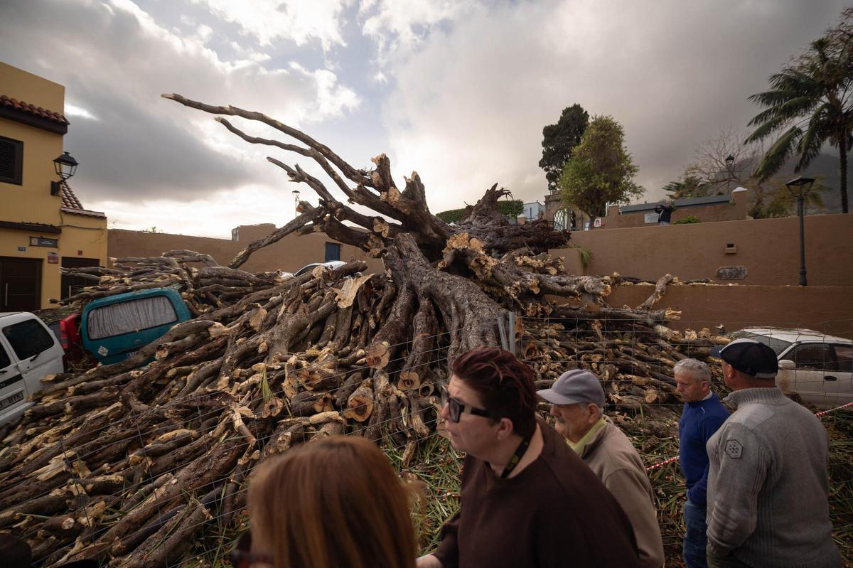 Drago de San Francisco, en Los Realejos, caído por el temporal