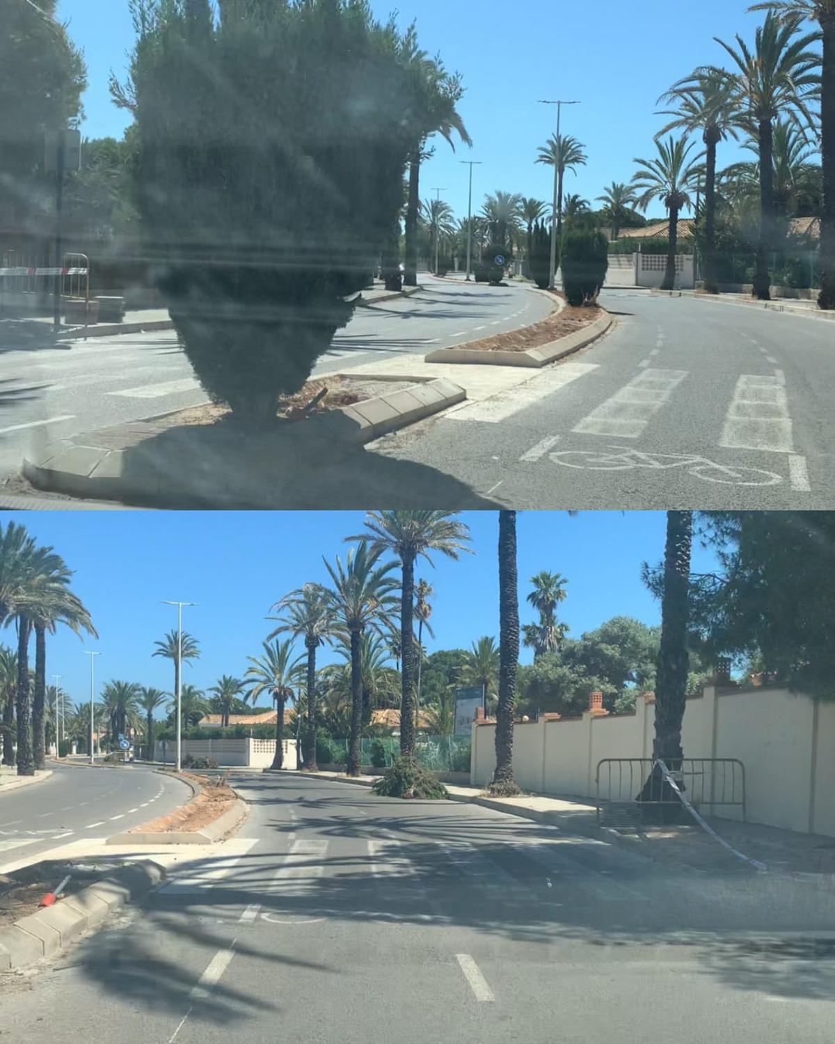 La tala que ha encendido a los vecinos de Cabo Roig en Orihuela Costa