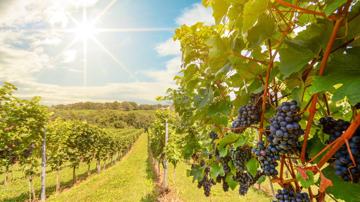 El pueblo renacentista de España que debes conocer tiene calles de piedra, viñedos y una gastronomía exquisita