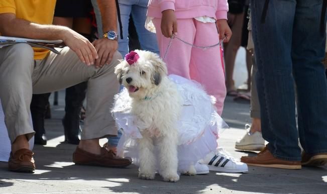 Concurso de disfraces de mascotas en Teguise
