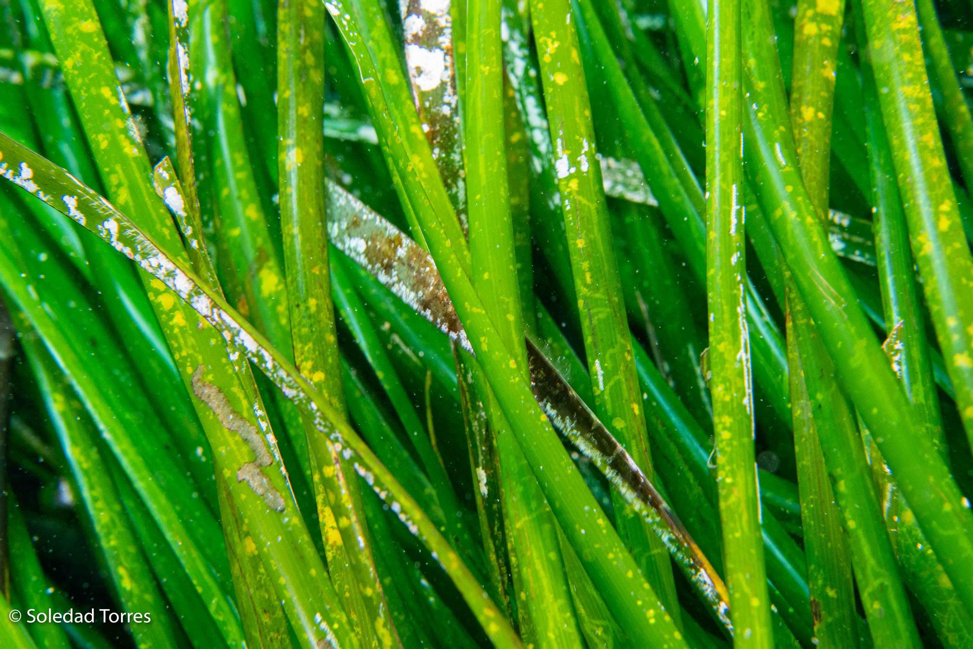 Galería de imágenes de la posidonia de la bahía de Talamanca