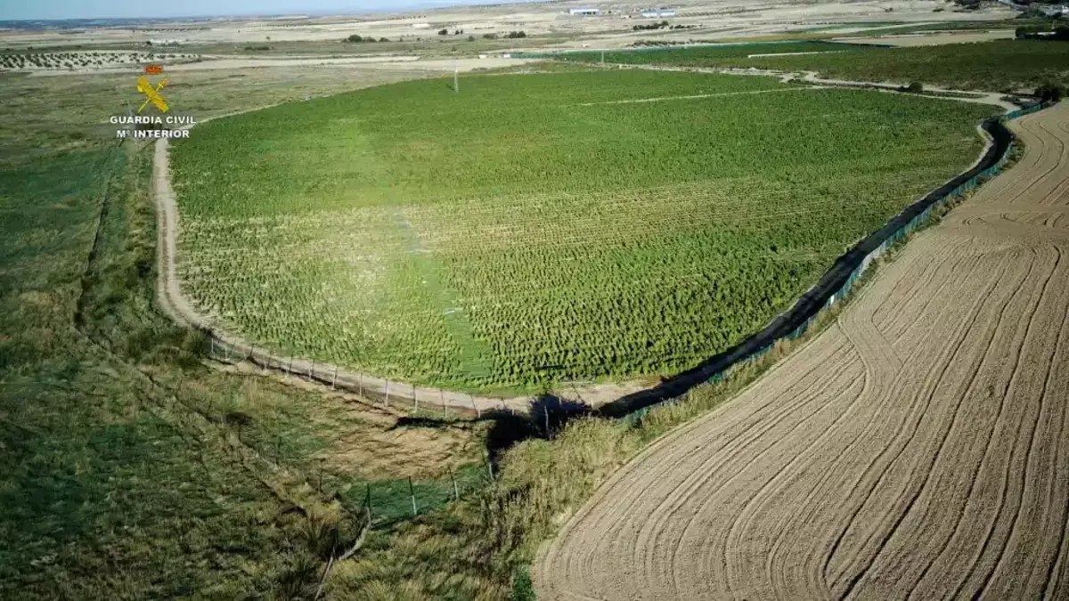 La plantación intervenida en Huerta de Valdecarábanos es la más grande de la historia en un solo campo.