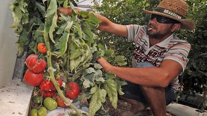 Una imagen del huerto de tomates para estudios científicos en la Politécnica Superior de Orihuela.