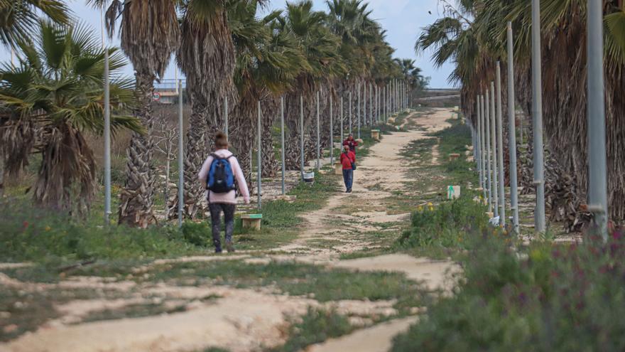 Torrevieja abandona una de sus principales zonas verdes