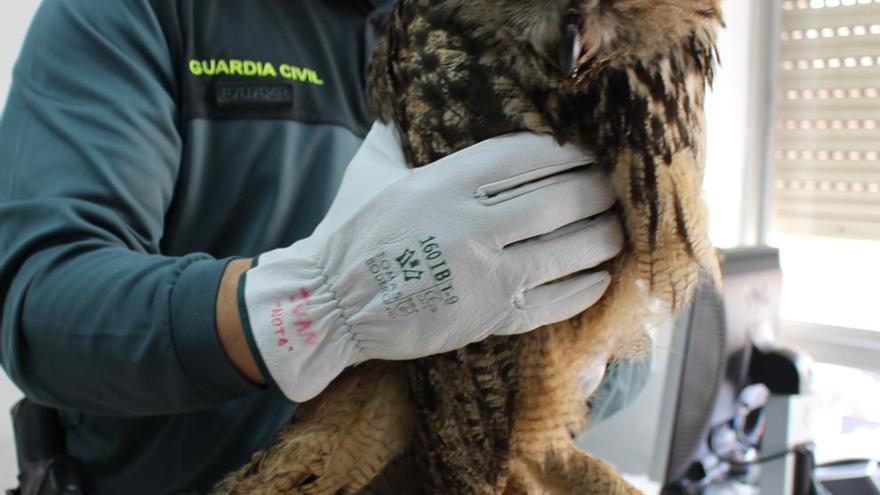 La Guardia Civil rescata a un búho real malherido en el arcén la AP-7