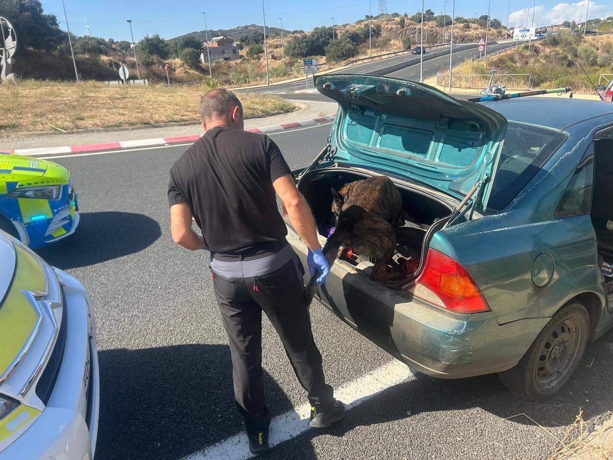 La unidad canina de la Policía Local de Plasencia encuentra droga dentro de un zapato, en un control de vehículos.