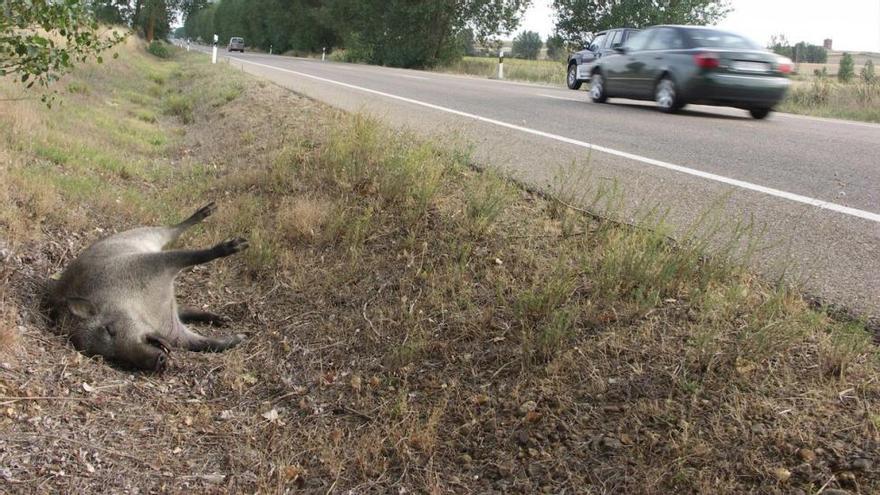 Un camión atropella a un jabalí en Morella