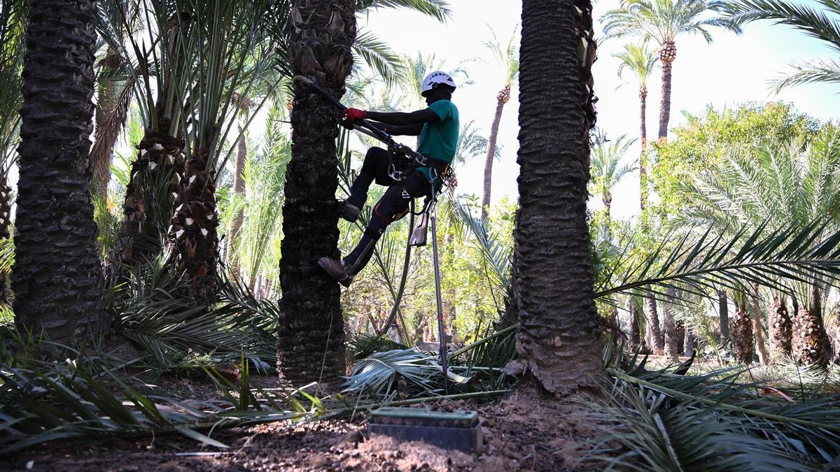 Poda en un huerto de palmeras de Elche