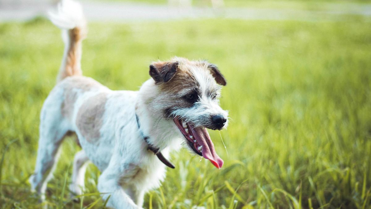 El ejercicio es clave para la salud de los perros pequeños.