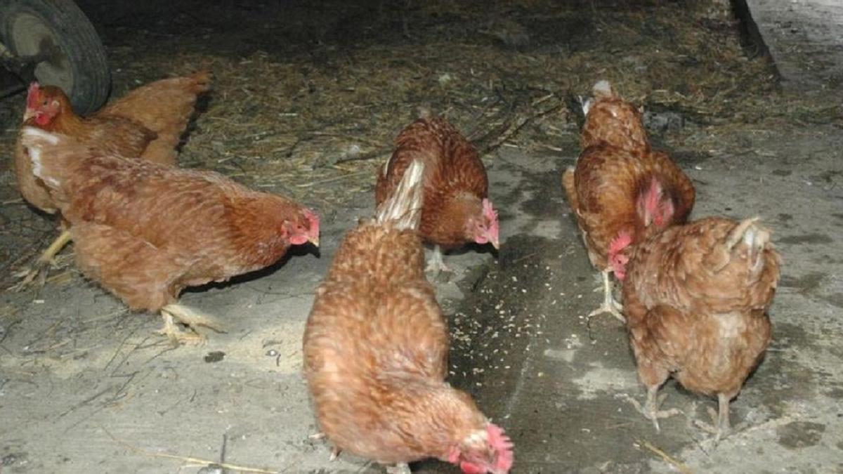 Los huevos son uno de los productos más propensos a causar salmonelosis.