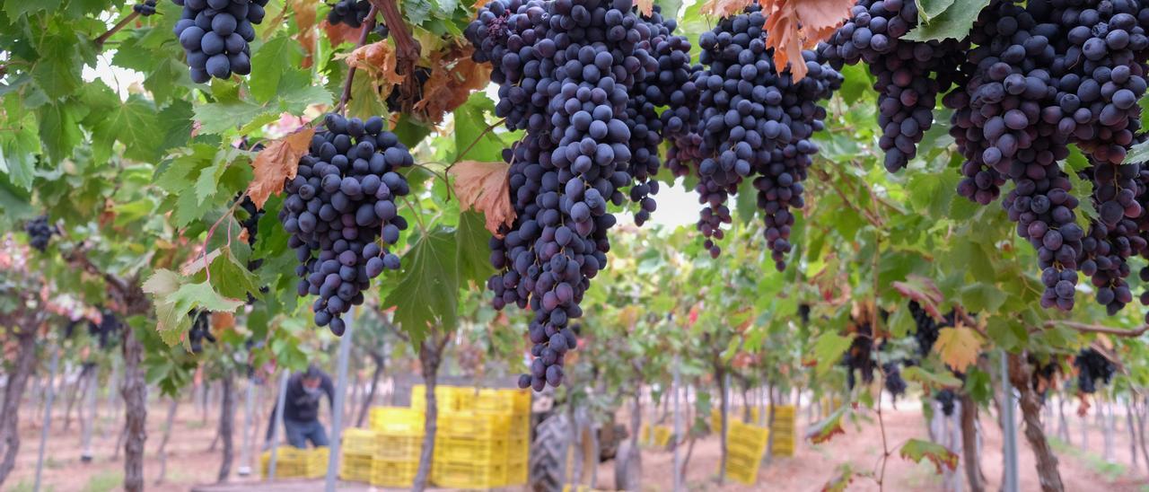 Un agricultor trabaja en su finca de uva ecológica en Pinoso