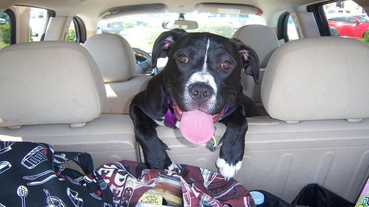 Un perro sentado en el asiento trasero de un coche.