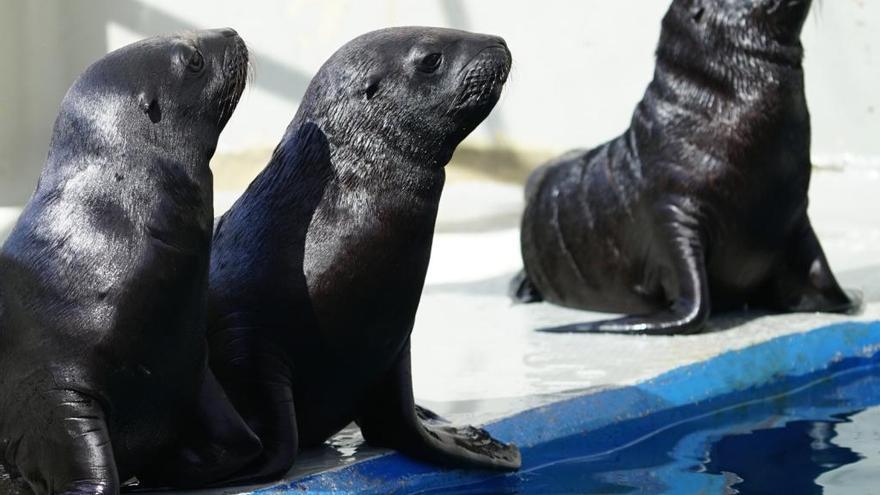 Nacen tres leones marinos en el Oceanogràfic