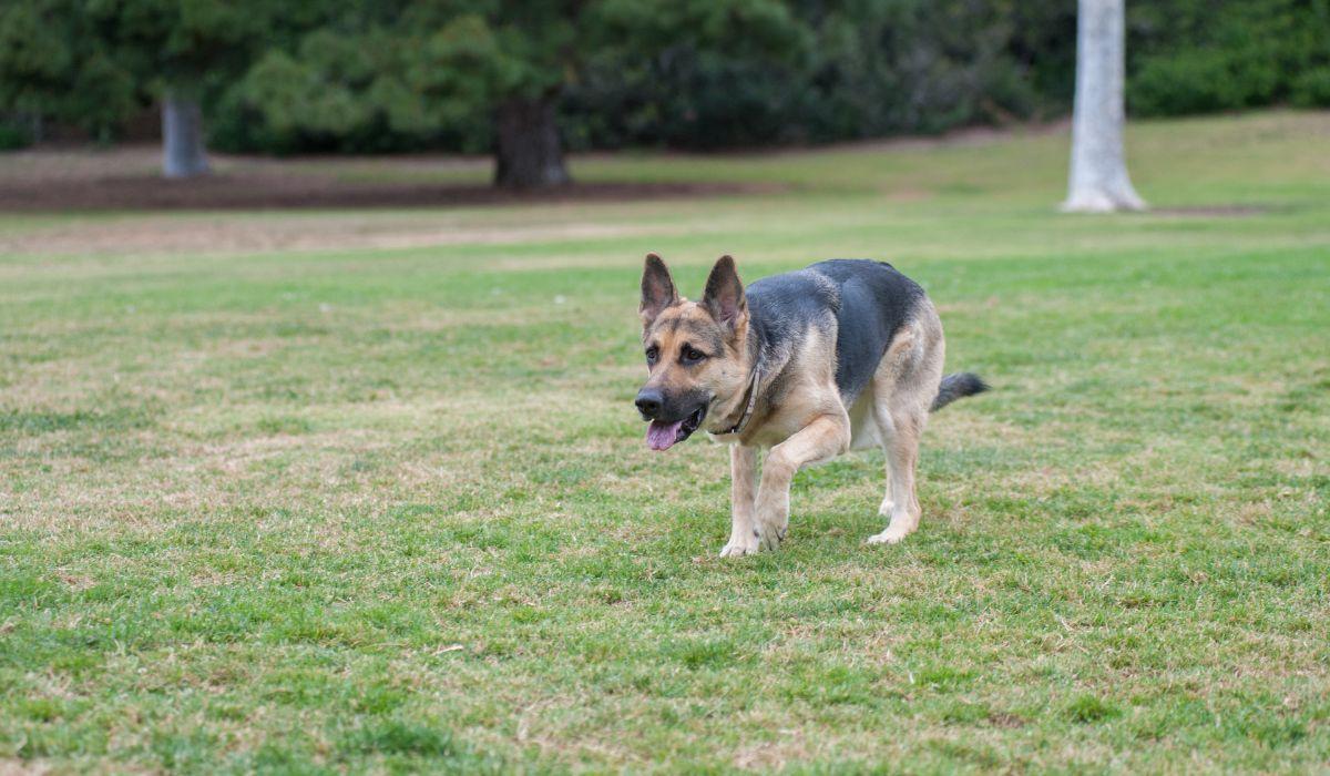 Por qué tu perro se tumba cuando ve a otro perro: la señal que no siempre significa juego