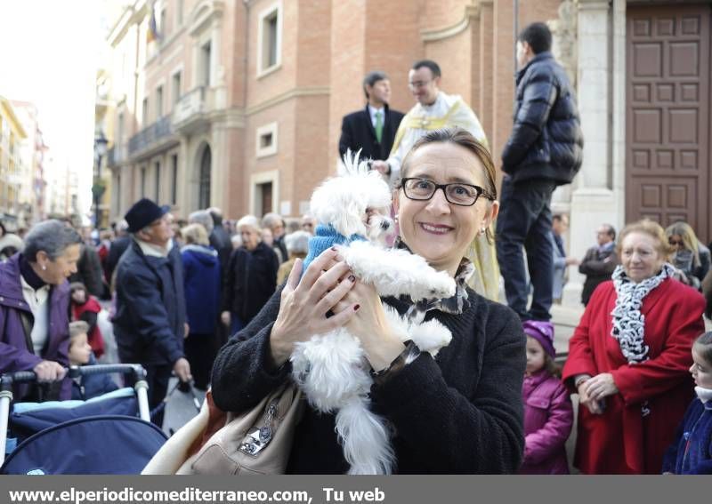 GALERÍA FOTOS - La provincia celebra Sant Antoni