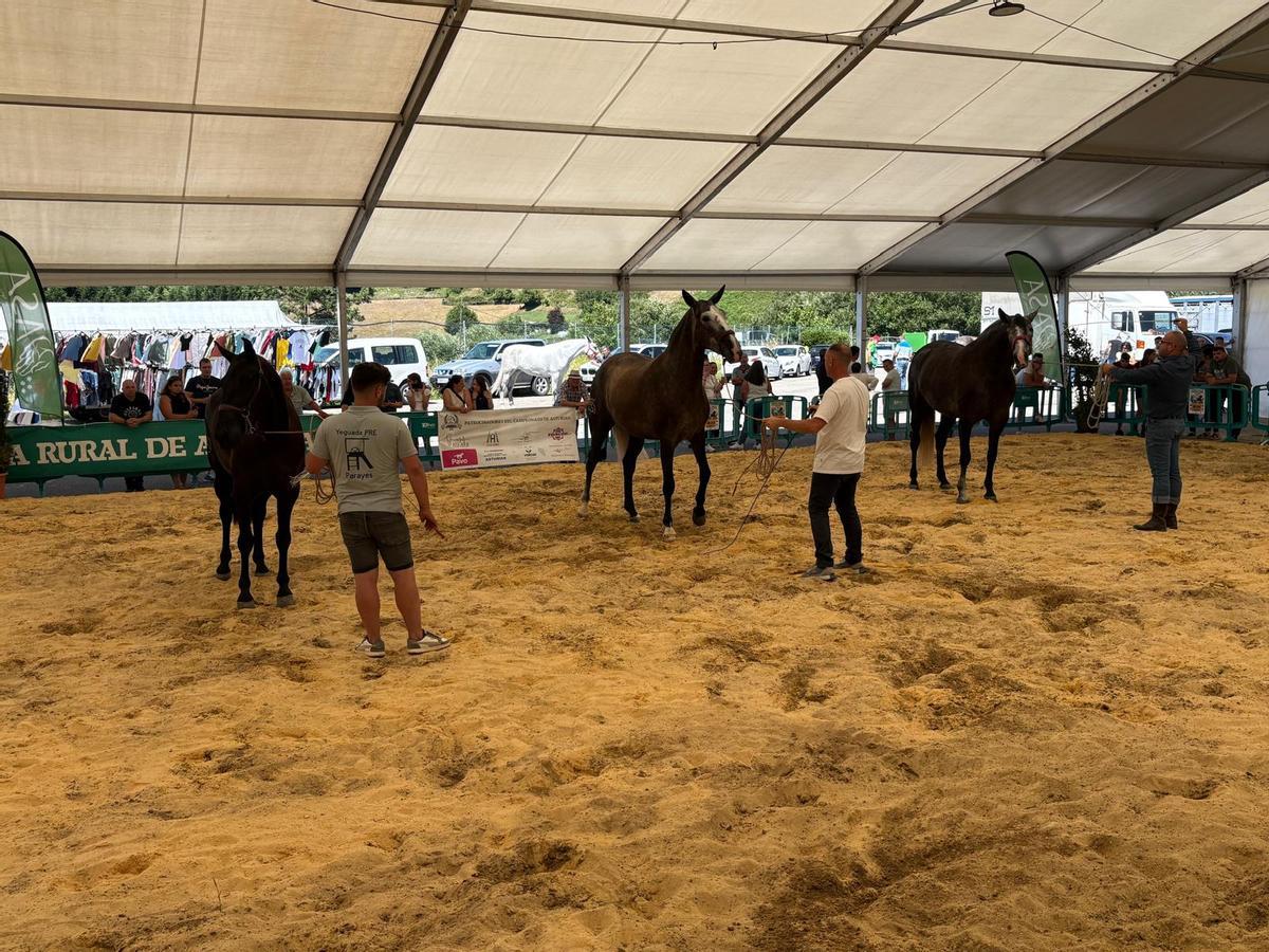 Tineo reúne a los mejores ejemplares de pura raza española y cruzados en su concurso caballar